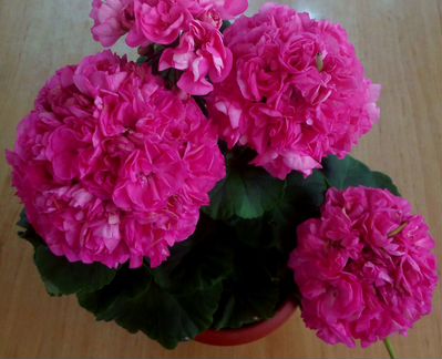 Пеларгонии (герани) Ю Царская Невеста и др