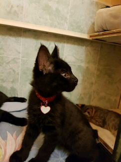 Чаузи ф1 черные котята
