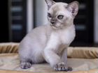 Бурманский кот объявление продам
