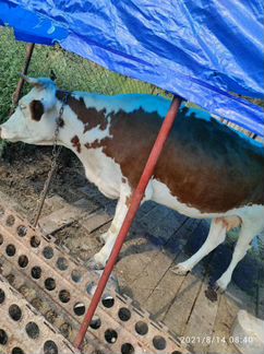 Две коровы дойные, и один теленок, цена за троих - фотография № 2