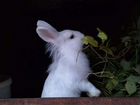 Продаются карликовые кролики