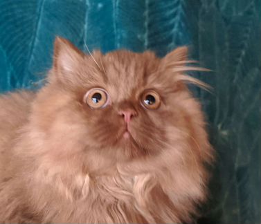 Котята цвета корицы