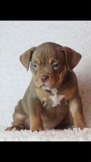 Американский Булли красивые детки