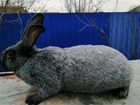 Кролики Палтавское серебро(Советское)