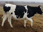 Корова молочной породы объявление продам