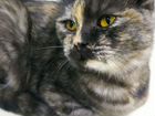 Британская вислоухая кошка бесплатно объявление продам