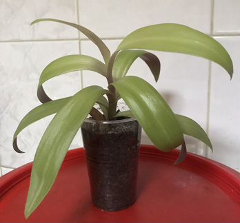 Рэо жёлтое,хлорофитум хохлатый