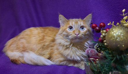 Кэкс ищет дом