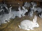 Кролики Шиншилы, Калифорния, Серебро