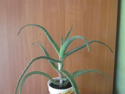 Цветок Алоэ