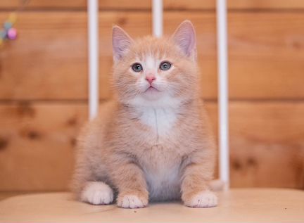 Персиковый котенок