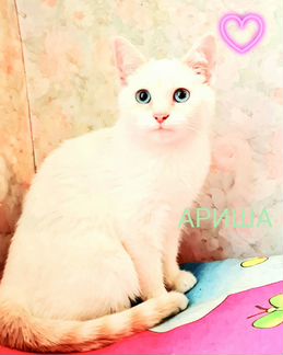 Красавица Ариша в добрые руки