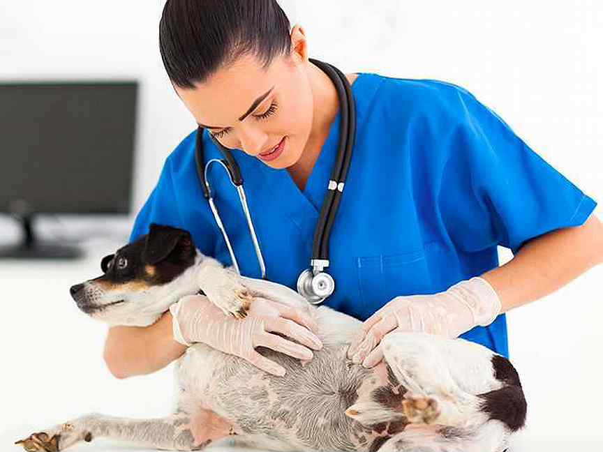 Обследование собак. Животные Ветеринария. Осмотр собаки. Осмотр животных Ветеринария. Ветеринар с собакой.