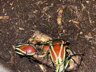 Личинки жука Dicronorrhina derbyana