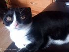 Шотландский вислоухий котик объявление продам