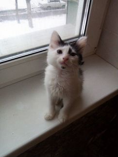 Милый пушистик