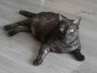 Котенок окрас черный мрамор Дымок
