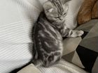 Шотландские котята с родословной объявление продам