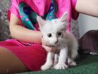 Белый котенок с черными бровками ищет дом