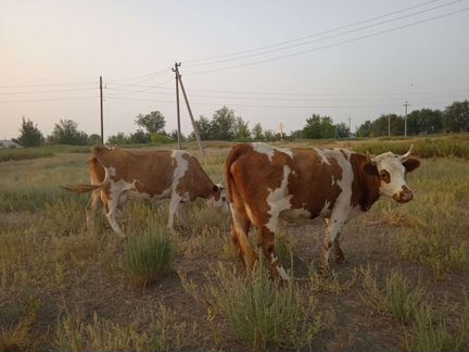 Коровы дойные молочные, телочки - фотография № 3