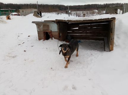 Очень Веселый пес