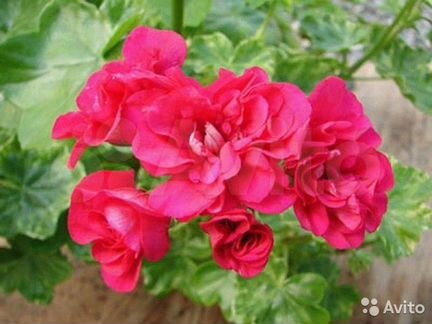 Абутилоны, гибискусы (укорененные черенки)