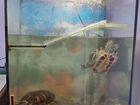 Три красноухие черепахи с аквариумом