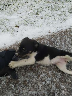 Щенок в добрые руки