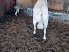 Корова с теленком бычки бараны овцы объявление продам