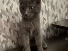 Русская голубая кот 4 месяца