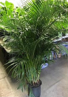 Пальма Арека Хризалидокарпус Н-150-160 см
