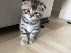 Шотландский вислоухий кот. Вязка объявление продам