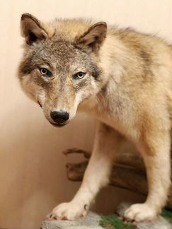 Чучело Волка