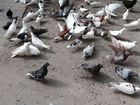 Кавказские бойные голуби
