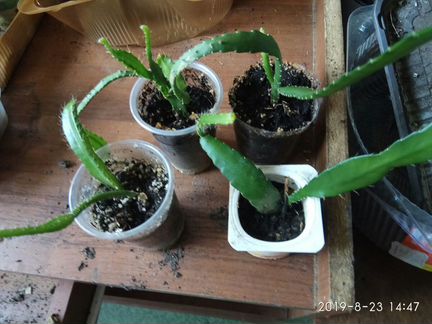 Декабрист Эпифилум разные сорта и Каланхоэ Лациниа