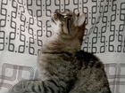 Европейский короткошерстный кот ищет дом объявление продам