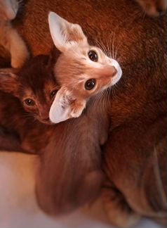 Кошечка пятнистый фавн