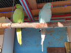 Пара взрослых ожереловых попугаев объявление продам
