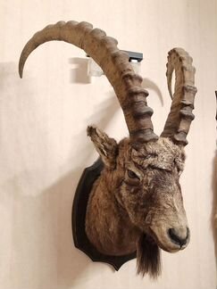 Чучело Козерога