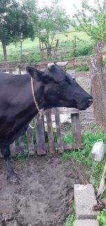 Корова дойная - фотография № 3