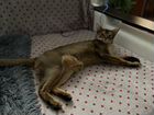 Аббисинская кошка,Ищет мужчину для вязки объявление продам