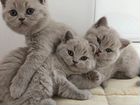 Британские лиловые котята объявление продам