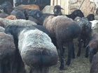 Овцы бараны Племенные бараны объявление продам
