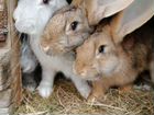 Кролики/Кролики на развод объявление продам