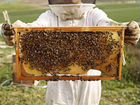 Пчелосемьи, рамки с расплодом, пасека объявление продам