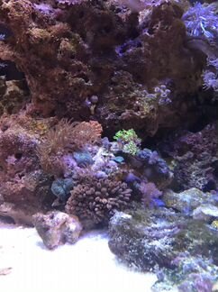 Морской мини аквариум