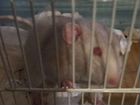 Крыса дамбо с клеткой