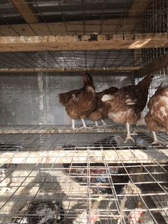 Куры Несушки, Петушки,Утки,Павлины,Дек Куры