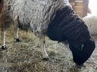 Овцы дорпер и тексель