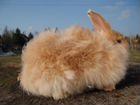 Кролики пуховые объявление продам
